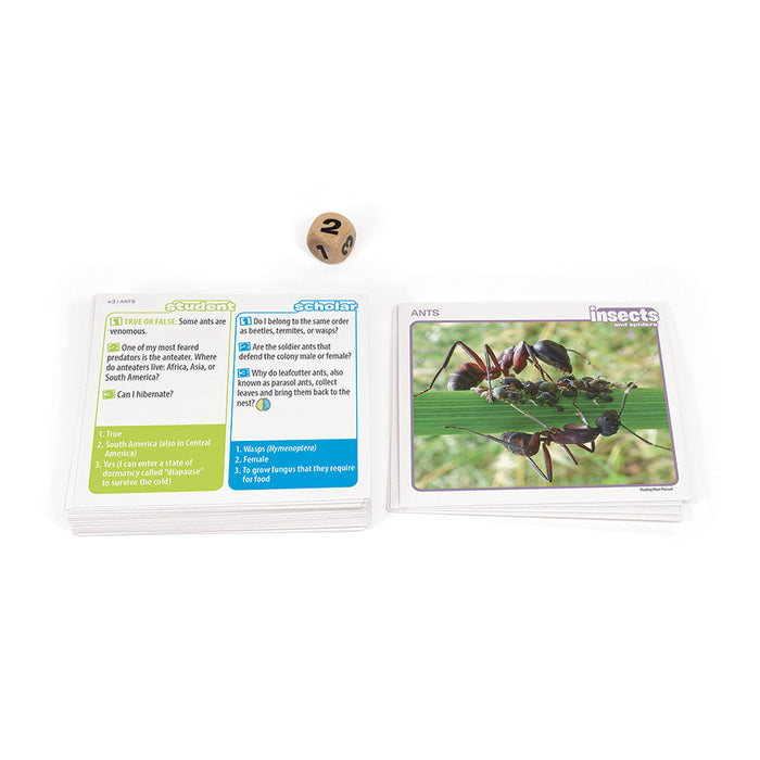 Prof. Noggin Insects and Spiders
