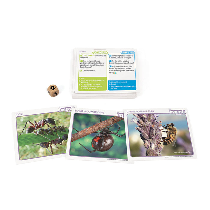 Prof. Noggin Insects and Spiders