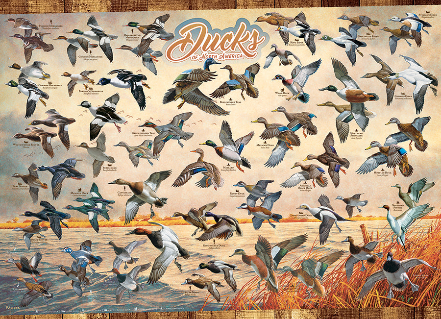 Ducks of North America  | 1000 Piece