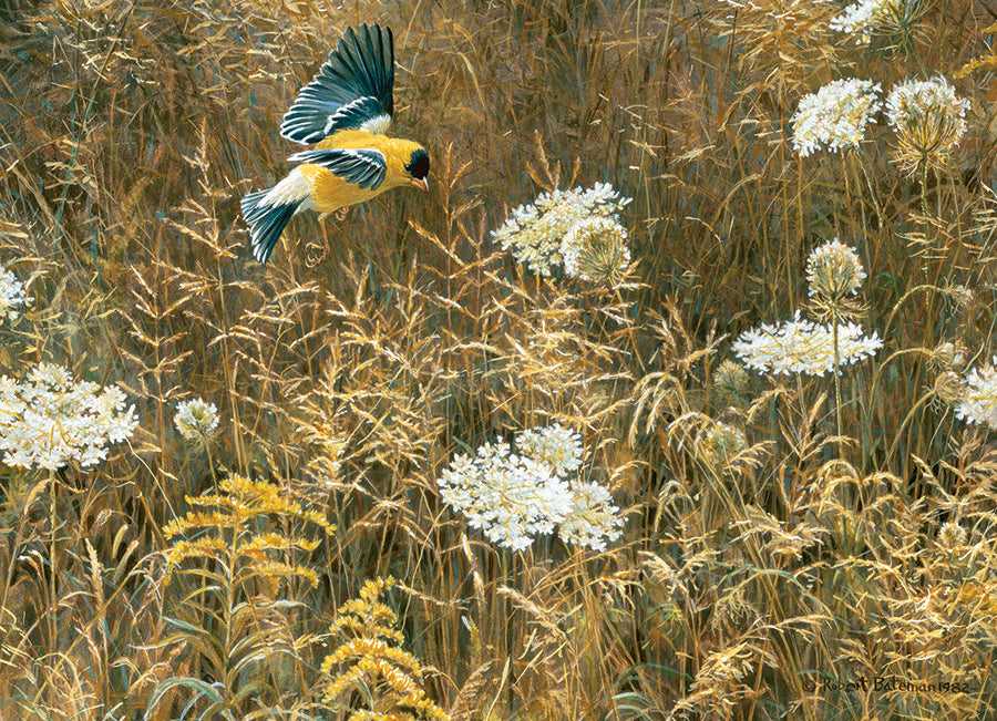 Queen Anne's Lace and American Goldfinch | 500 Piece