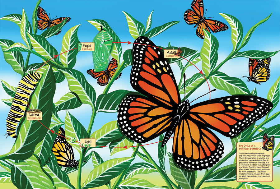 Cycle de vie d'un papillon monarque (étage 48pc)