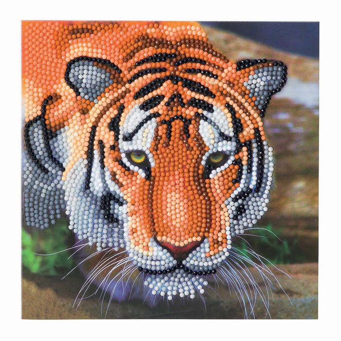 CA Card Kit: Tiger