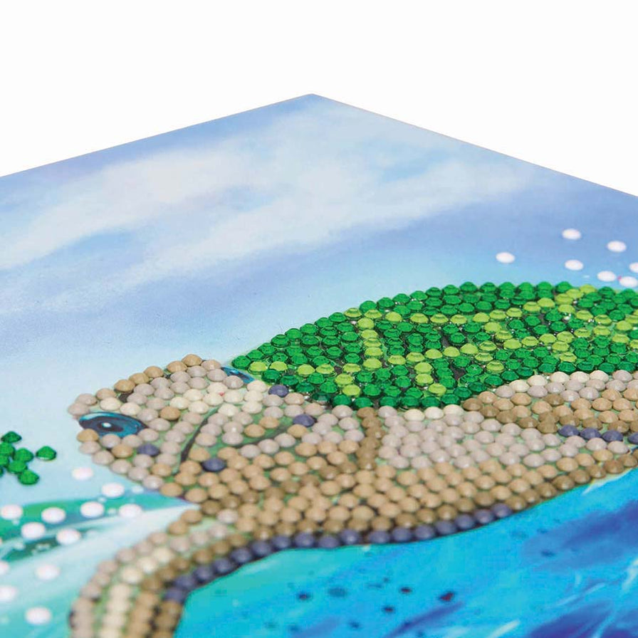 Turtle Credit Card CA Card Kit: Turtle Paradise — Outset Media