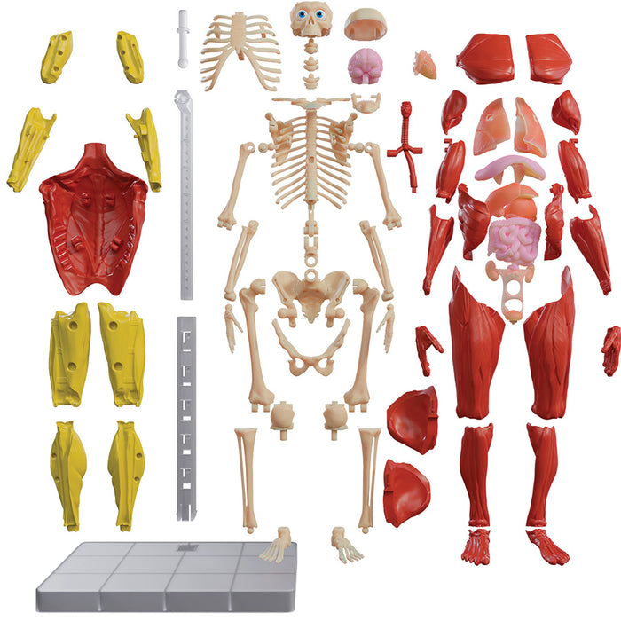 Interactive Human Body — Outset Media