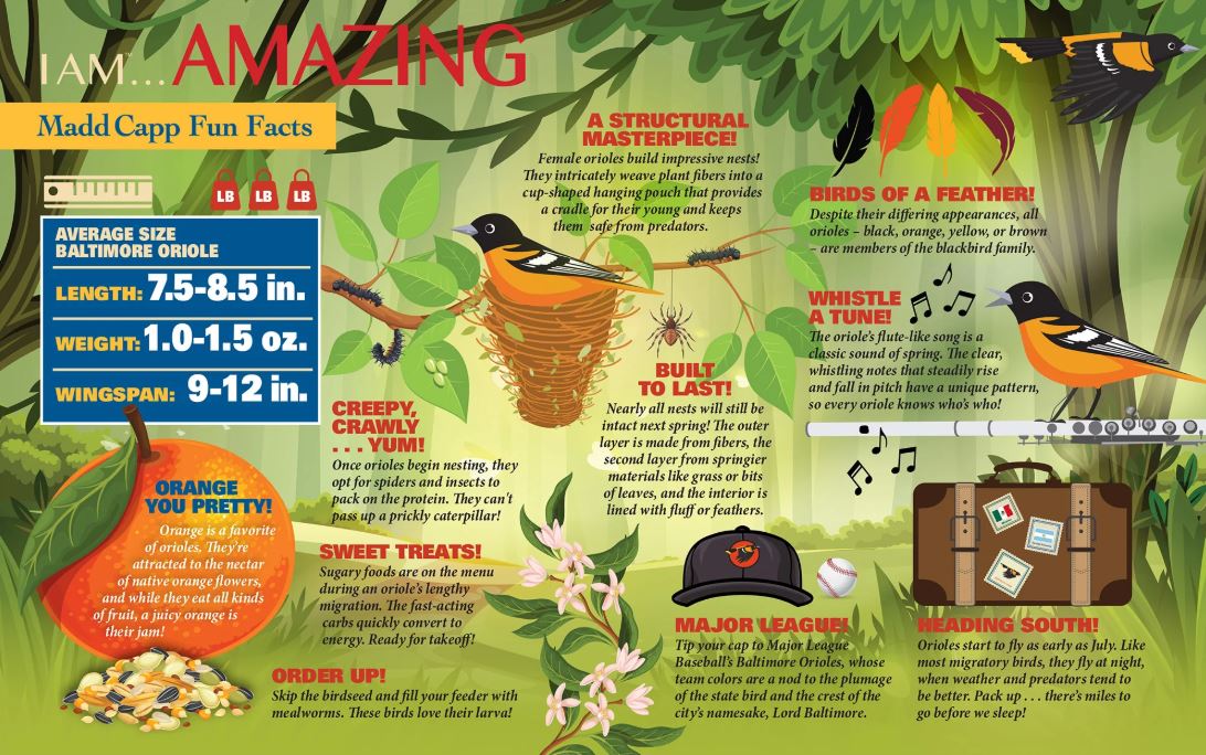 I AM Oriole (300 pc)