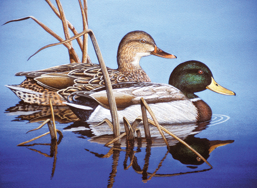 Large PBN Blue Water Mallards